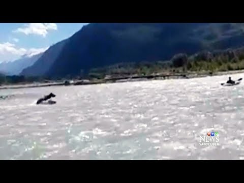Bear charges at kayaker in river near Squamish, B.C.
