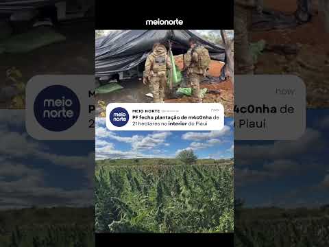Polícia Federal fecha plantação de maconha de 21 hectares no interior do Piauí #operaçãopolicial