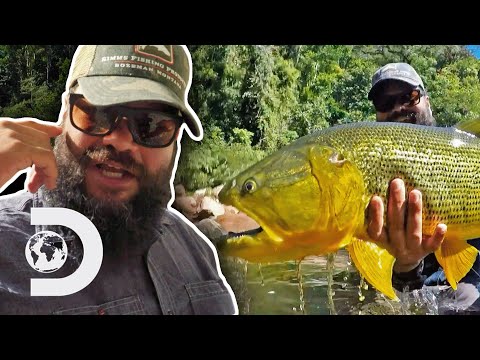 Hunting For Golden Dorado In The Amazon Rainforest | Fish or Die