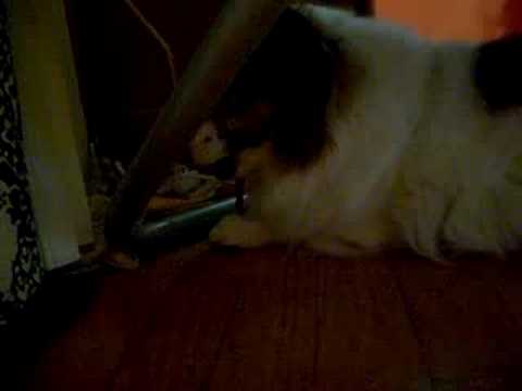 The infamous Max eating