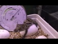 Ecofort Croco Thermo-Hygrometer mit Holzsockel Silber Weiss