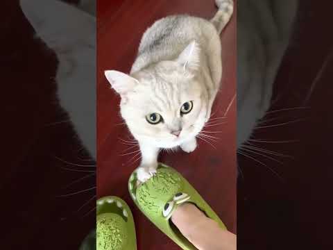 R.E.S Cute Cat Video Scratch Bonanza Funny Animals Videos #Cat