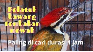 Download lagu 💥Pelatuk Bawang Gacor Panjang//Tembakan Pelatuk Bawang Super Panjang mp3