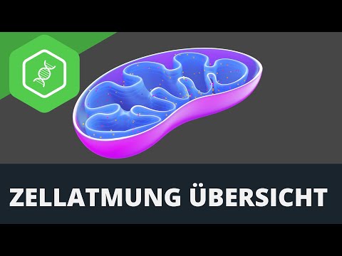 Zellatmung — Übersicht
