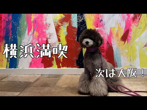 【モフモフ春の旅行‼️】#uno1ワンチャンネル #宇野昌磨 #宇野樹 #いぬとの暮らし #トイプードル生活 #フィギュアスケート