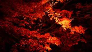 preview picture of video '日吉大社もみじ祭2009[colored leaves lighting]'