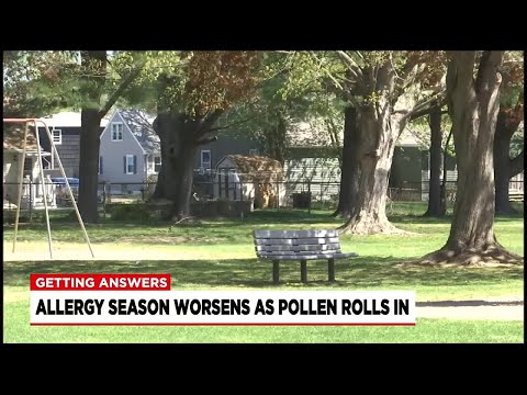 Pollen Count Reno