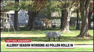 Expert explains how to beat seasonal allergies as pollen counts rise