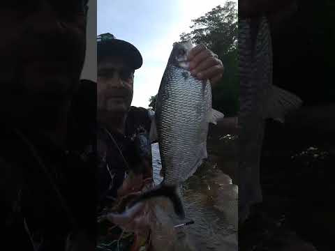 PESCARIA NO RIO CULUENE MAIS UMA MATRINXÃ | RIO KULUENE CAMPINÁPOLIS - MT