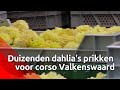 Er wordt fanatiek dahlia's geprikt in Valkenswaard.