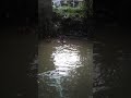 Nakonda besar di koto baru