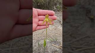 Leopard Sun Orchid (Thelymitra benthamiana) One of South Australia&#39;s most stunning sun orchids