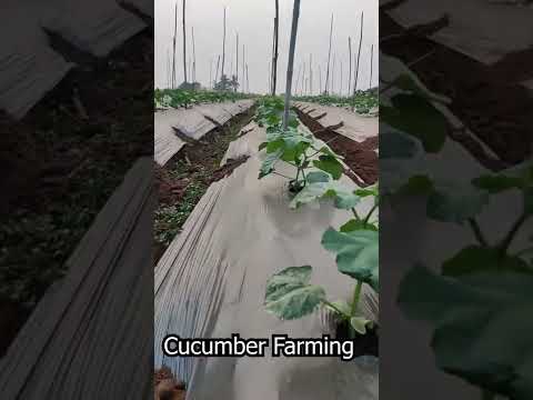 , title : 'Cucumber Farming #shorts'