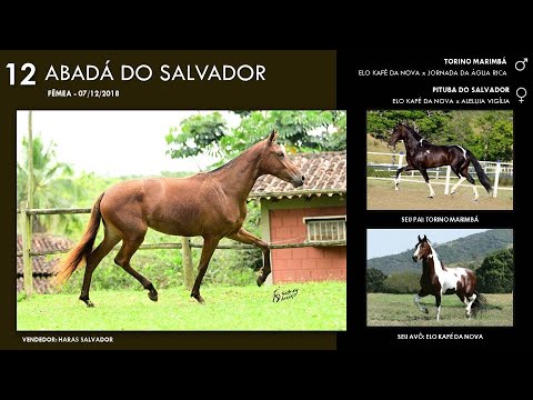 Lote 12 - Abadá do Salvador