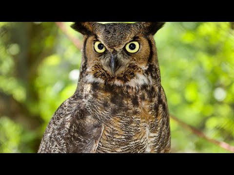 Owl Sounds: Different Owl Species And Their Sounds