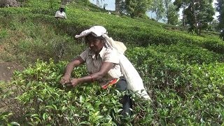preview picture of video 'Sri Lanka - pola herbaciane (foto)'