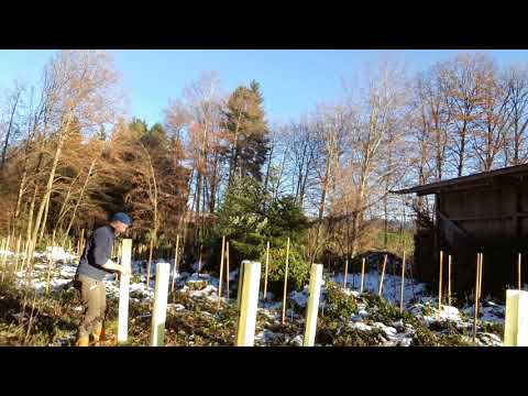 Wuchshüllen für Forstpflanzen,  Anpflanzung , Verbeisschutz & protect the little oaks at my forest