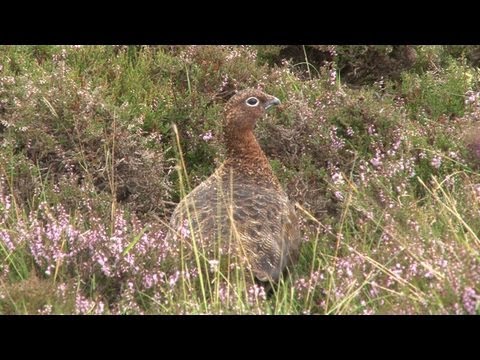 Grouse shooting in Perthshire on Atholl Estates