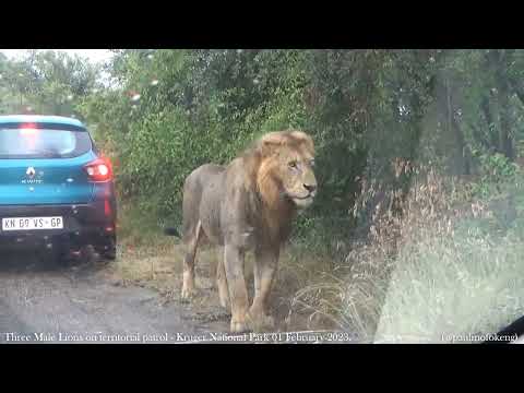Kruger National Park 01 February 2023 - Three Male Lions on territorial patrol.