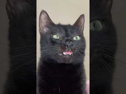 I got a new photo for my cat 😺 #cats #love