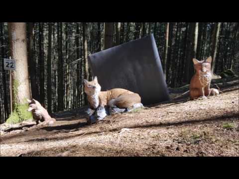 3D Bogen Parcours Test BSV Helfenberg April 2017