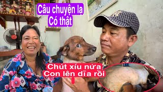 Kỳ Diệu :chú chó đang bị cạo lông làm thịt bỗng dưng sống lại bỏ chạy được anh xe ôm cứu Kỳ Diệu :chú chó đang bị cạo lông làm thịt bỗng dưng sống lại bỏ chạy được anh xe ôm cứu