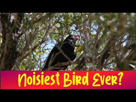 Pacific Koel | Bird Calls and Sounds