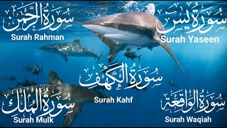 Download lagu Surah Kahf | Surah Yaseen | Surah Rahman | Surah Waqiah | Surah Mulk | Quran Recitation | Episode 87 mp3