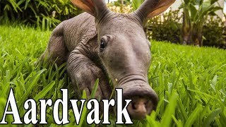 Aardvark Information - Aardvark Facts For Kids  - Knowledge about Aardvark