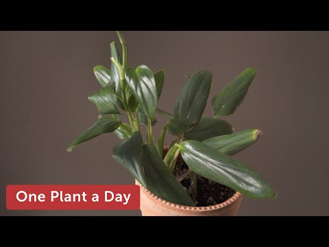Philodendron guttiferum Houseplant Care—104 of 365
