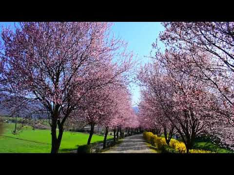 Cherry Blossom @I Giardini di Zoe – Gradinile Banpotoc Hunedoara County România