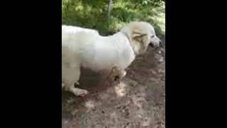 Video preview image #1 Great Pyrenees Puppy For Sale in Spring, TX, USA