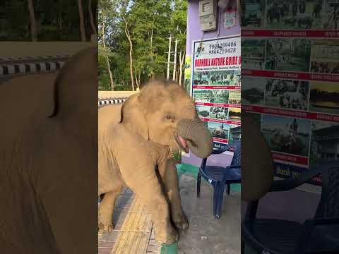 Baby elephant direct want to come inside the house 🏠 🐘