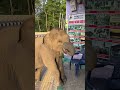 Baby Elephant Direct Want To Come Inside The House