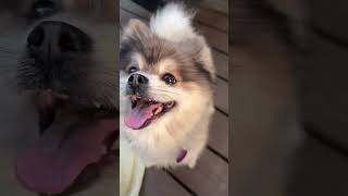 Video preview image #1 Pomeranian Puppy For Sale in Arlington, VA, USA