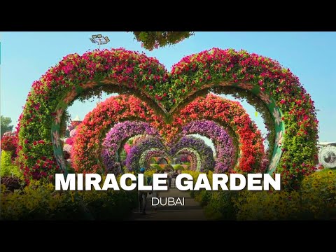 Dubai Miracle Garden 2025: Is It TRULY Worth the Hype? (Honest Review)