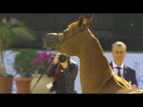 N 131 AJ NORAH   Al Shiraa International Arabian Horse Show 2020