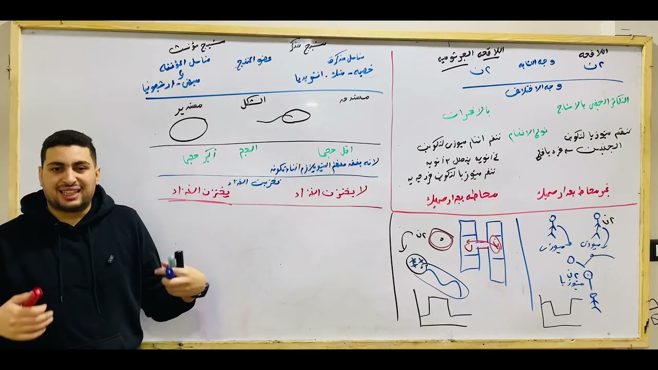 شرح التكاثر الجنسي بالامشاج ومقارنة بين المشيج المذكر والمؤنث من السنتر احي?
