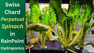 Growing Swiss Chard Perpetual Spinach in RainPoint Hydroponics System