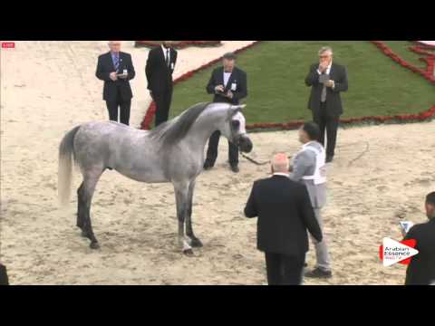 N.163 E.S. SARAB - Sharjah 2016 - 4-6 year old Stallions (Class 9)