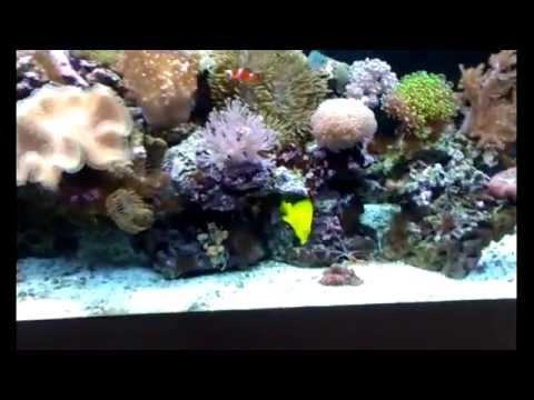 Skimmer-less Reef Tank