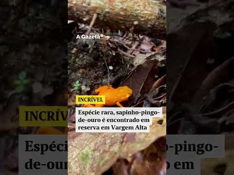 Espécie rara,  Sapinho-pingo-de-ouro, ameaçada de extinção é localizada no ES  #shorts