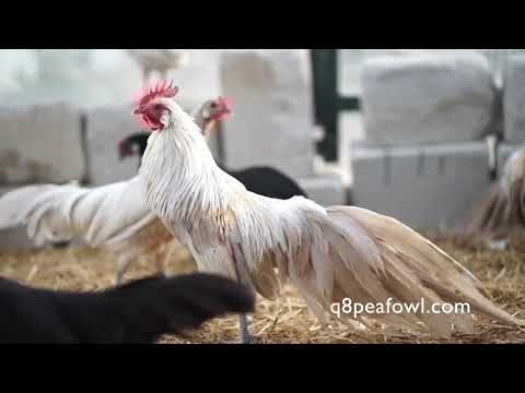 , title : 'Phoenix chickens at q8peafowl farm'