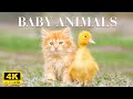 Adorable Baby Wild Animals With Relaxing Music, Healthy Music, Baby Animals 4K