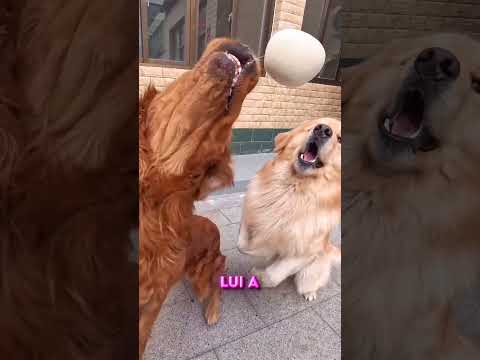 CES CHIENS SONT AFFAMÉS ! 😱🐶