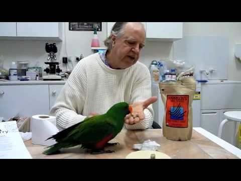 Eclectus Parrot Food Harrisons High Potency Coarse Pellets