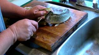 dead fish is alive 001