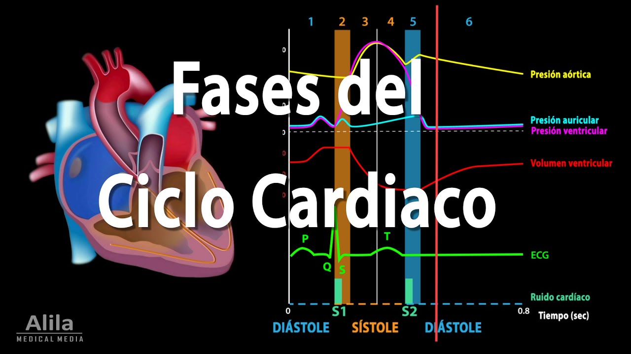 Fases del Ciclo Cardiaco y el Esquema de Wiggers, Animación. Alila Medical Media Español.