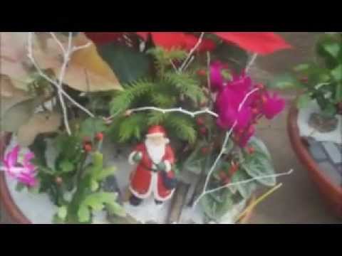 Christmas Flowers Part 1