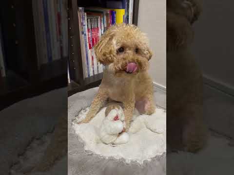 経営学科 ペットベッドにお座りするトイプードル14ヶ月 #toypoodle #トイプードル